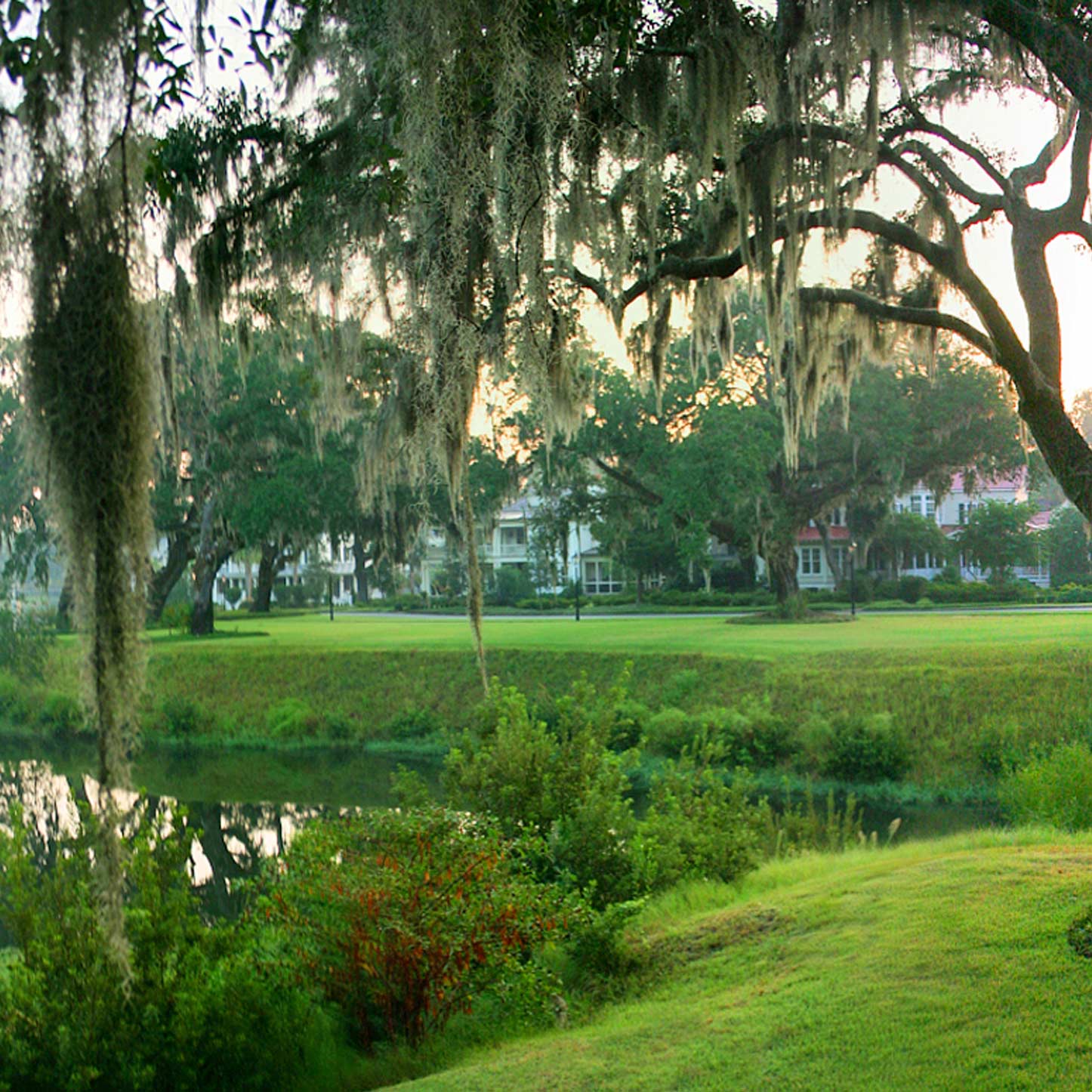 The Truth about Spanish Moss
