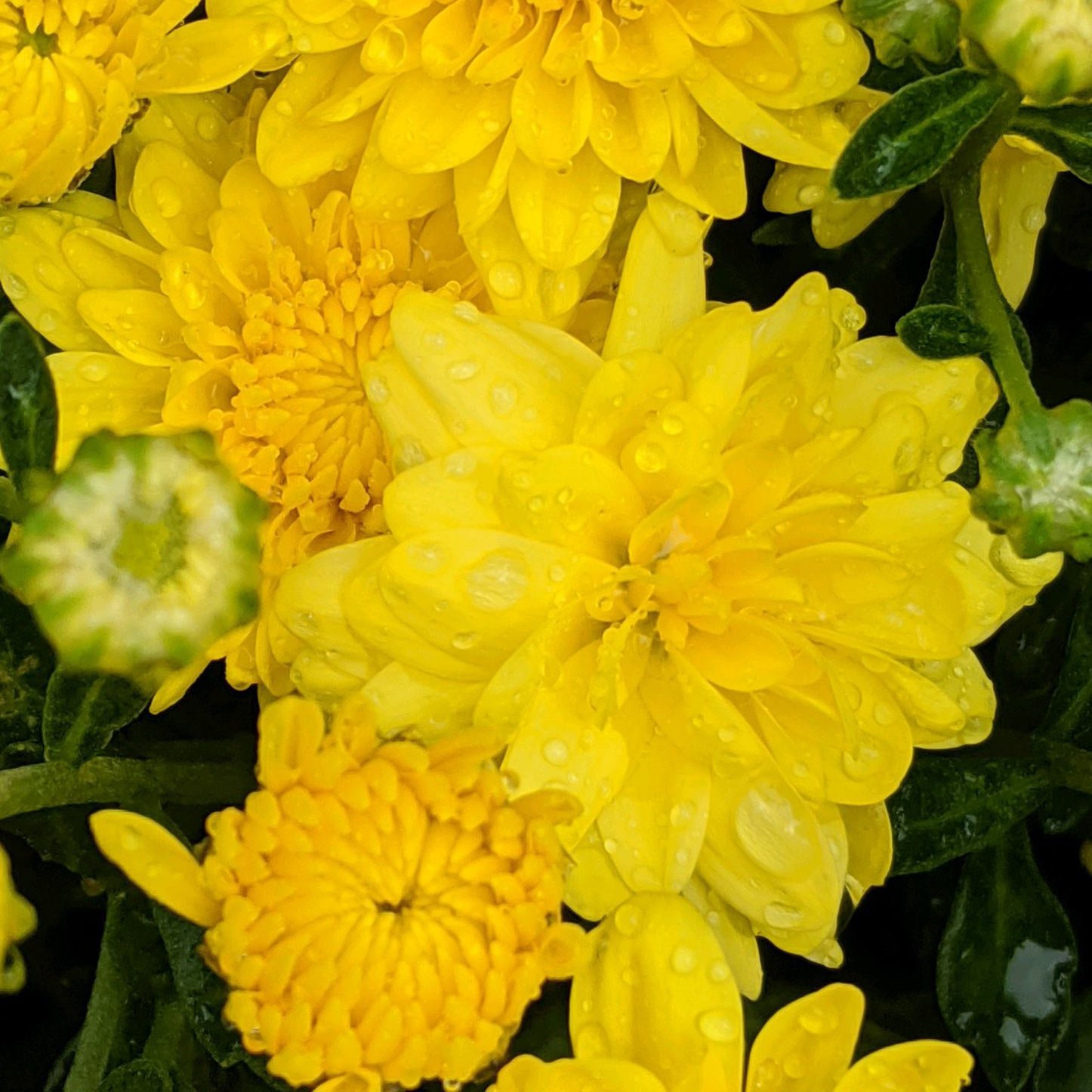 Proper Care for Chrysanthemums