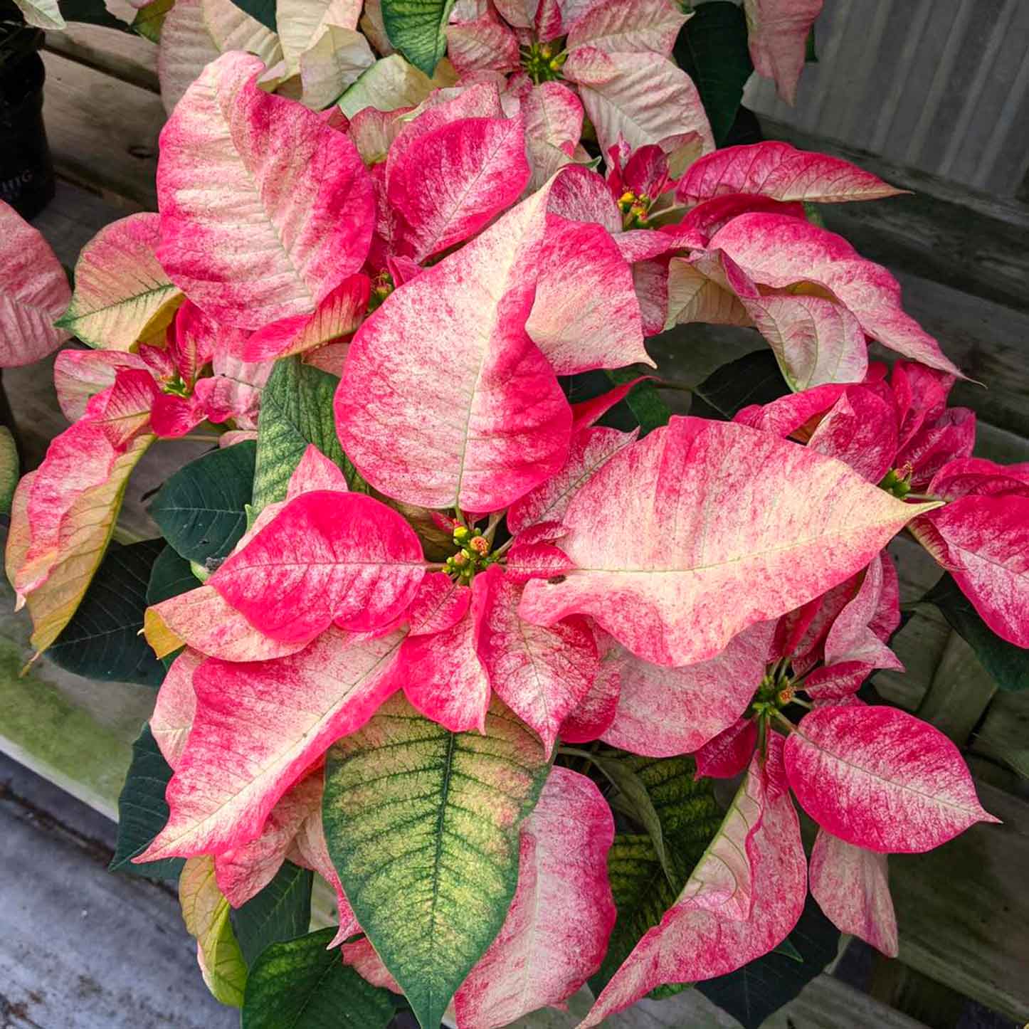 The Poinsettia – A Holiday Gem brought to U.S. by a South Carolinian