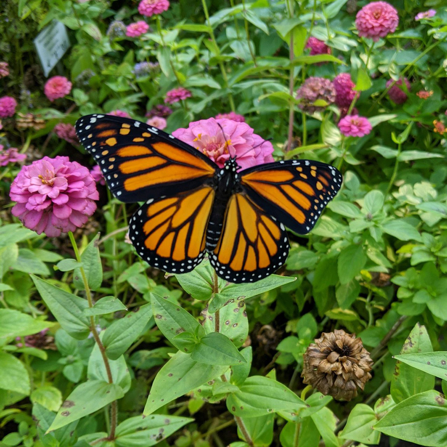 Attract beautiful butterflies to your SC home and garden this summer by following these easy steps