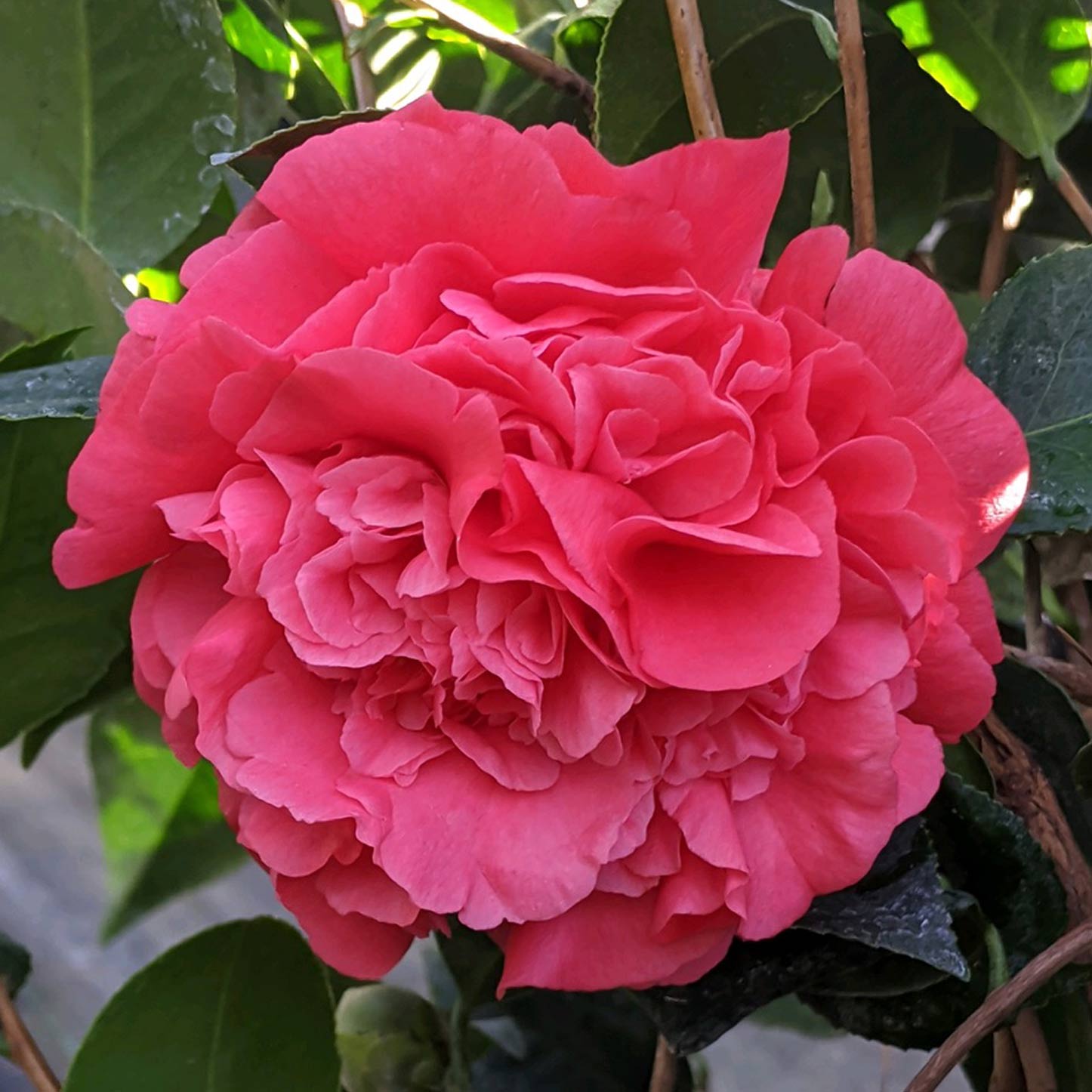 Caring for Camellias, A Southern Staple in Your Lowcountry Garden